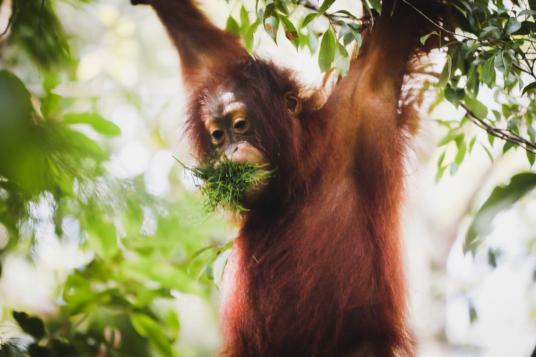 ruta por indonesia gorila en borneo